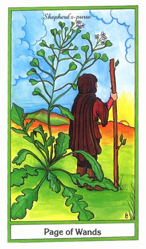 Ý nghĩa lá Page of Wands trong bộ bài Herbal Tarot