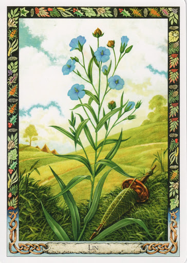 Lá Flax – Druid Plant Oracle