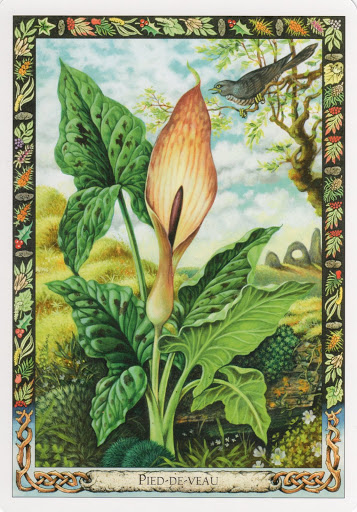 Lá Cuckoo Pint – Druid Plant Oracle