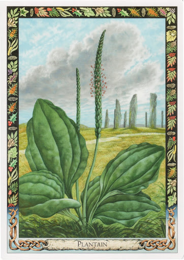 Lá Plantain – Druid Plant Oracle