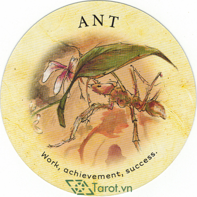 Ý nghĩa lá Ant trong bộ bài Tea Leaf Fortune Cards
