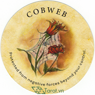 Lá Cobweb – Bộ Bài Tea Leaf Fortune Cards
