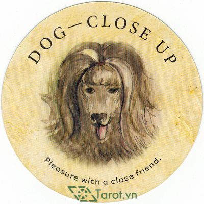 Ý nghĩa lá Dog-Close Up trong bộ bài Tea Leaf Fortune Cards