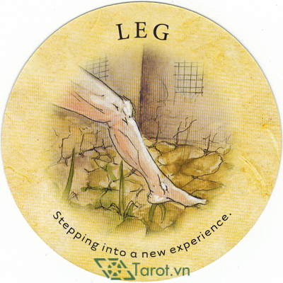 Ý nghĩa lá Leg trong bộ bài Tea Leaf Fortune Cards