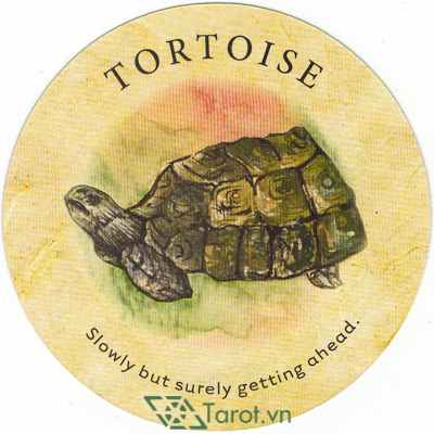 Lá Tortoise – Bộ Bài Tea Leaf Fortune Cards