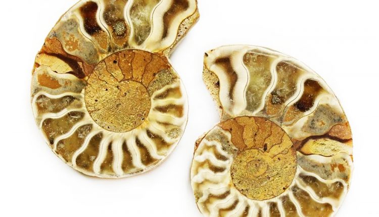 Danh Sách Các Loại Tinh Thể: Fossil, Ammonite