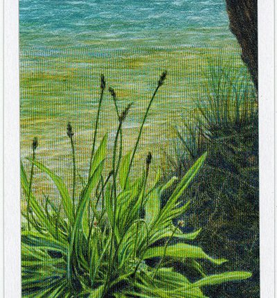 The Herbcrafter’s Tarot – Ace Of Water