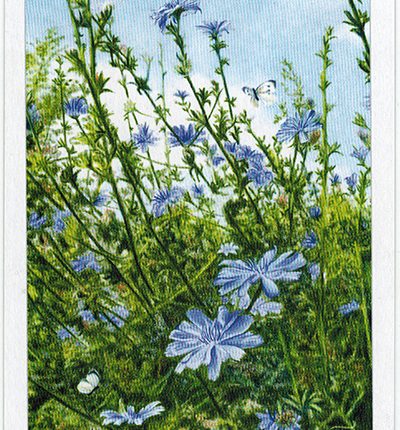 The Herbcrafter’s Tarot – Two Of Air