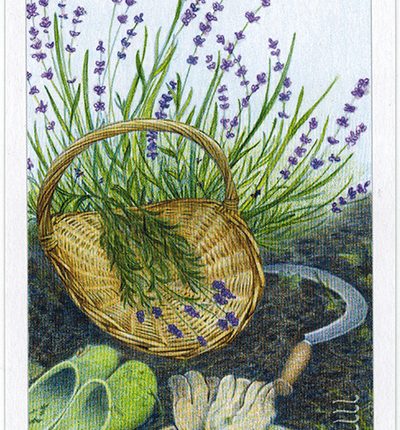 The Herbcrafter’s Tarot – Four Of Air