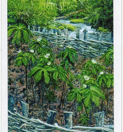 The Herbcrafter’s Tarot – Five Of Water