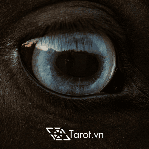 Trực Giác Trong Tarot: Cách Để Kích Hoạt Và Tránh Rơi Vào Những Cạm Bẫy Phổ Biến 4