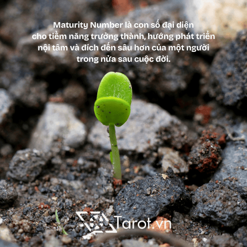 Maturity Number: Cách Xác Định Con Số, Tiềm Năng Thăng Tiến Và Bài Học Về Sự Trưởng Thành 2 Maturity Number: Cách Xác Định Con Số, Tiềm Năng Thăng Tiến Và Bài Học Về Sự Trưởng Thành 2