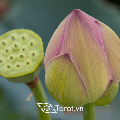 Maturity Number: Cách Xác Định Con Số, Tiềm Năng Thăng Tiến Và Bài Học Về Sự Trưởng Thành 6 Maturity Number: Cách Xác Định Con Số, Tiềm Năng Thăng Tiến Và Bài Học Về Sự Trưởng Thành 6